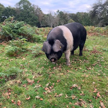 New Forest Hideaway- Self Catering Accommodation Newbridge  Esterno foto